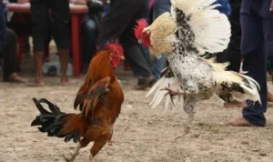 Đá Gà Sabong Tại KUBET