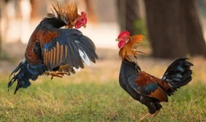 Đá Gà WS168 Tại KUBET