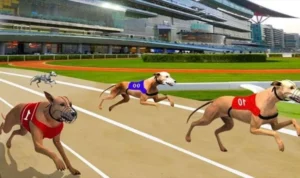 Đua Chó Tại KUBET