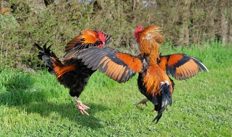 Bí Kíp Về Cách Chơi Đá Gà GA28 Tại KUBET Bất Bại Mọi Kèo 1 Đá Gà GA28 Tại KUBET